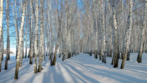 birch tree extract