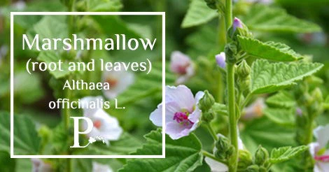dried marshmallow leaf1