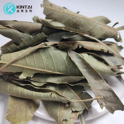 Extraction Source Of Mangiferin powder Extraction Source Of Mangiferin powder