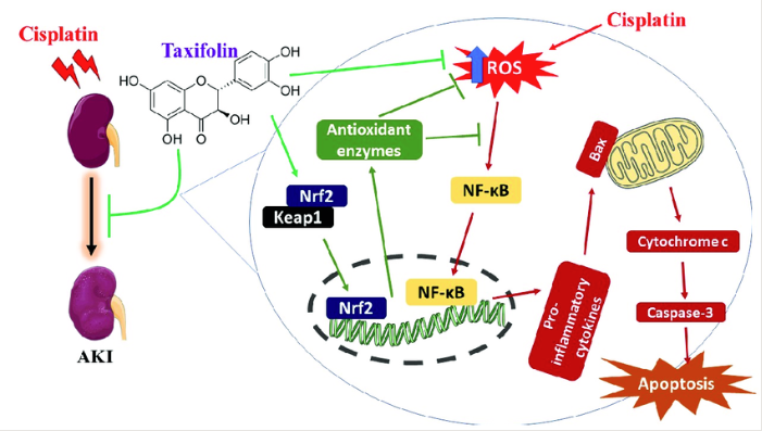 Antioxidant Effect of Taxifolin Antioxidant Effect of Taxifolin